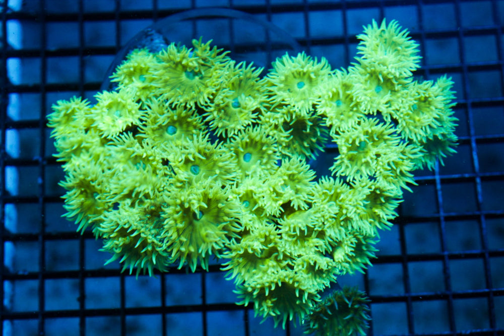 wholesale_coral - saltwater_fish saltwater_coral - rare corals - coralsdepot - Corals_Depot - live_corals - eye - catching - coral quality_marine_fish - quality - marine discoun