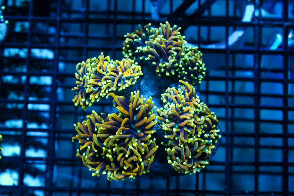 wholesale_coral - saltwater_fish saltwater_coral - rare corals - coralsdepot - Corals_Depot - live_corals - eye - catching - coral quality_marine_fish - quality - marine discoun