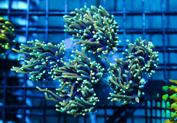 wholesale_coral - saltwater_fish saltwater_coral - rare corals - coralsdepot - Corals_Depot - live_corals - eye - catching - coral quality_marine_fish - quality - marine discoun