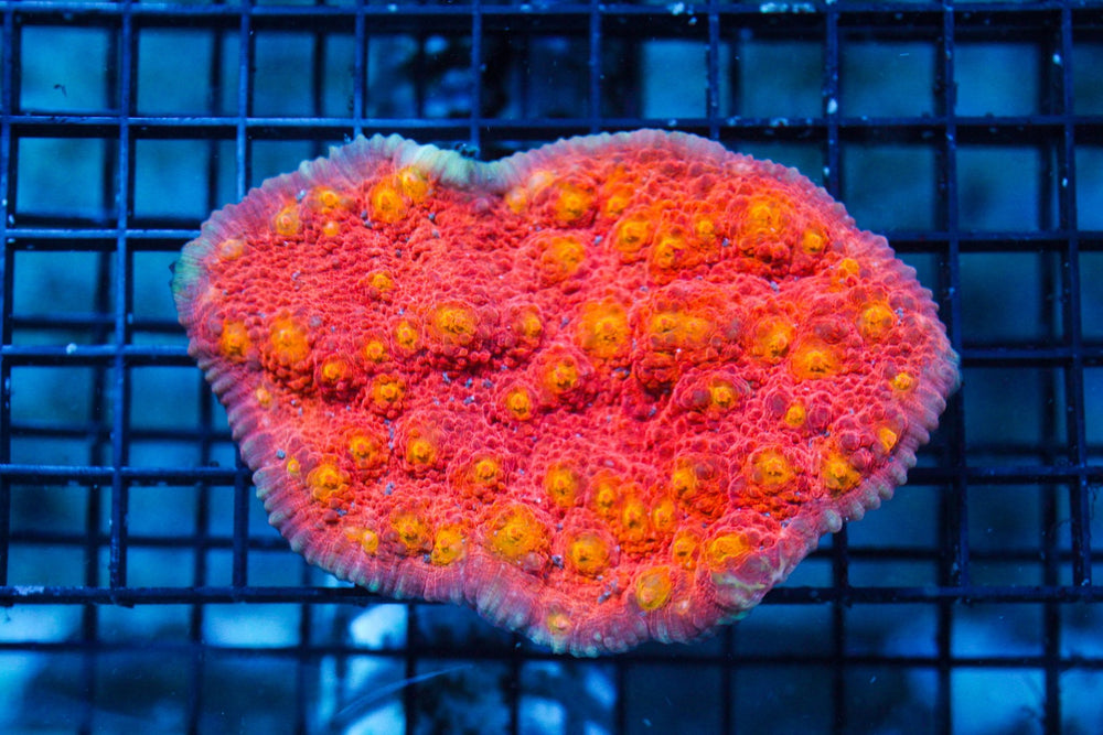 wholesale_coral - saltwater_fish saltwater_coral - rare corals - coralsdepot - Corals_Depot - live_corals - eye - catching - coral quality_marine_fish - quality - marine discoun