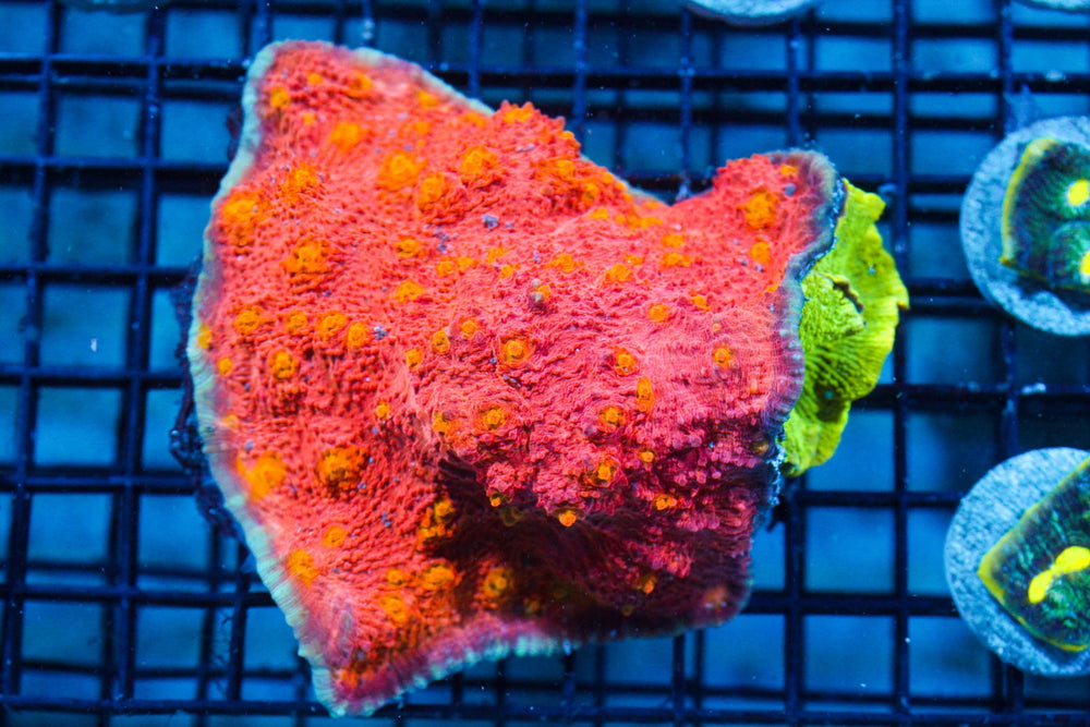 wholesale_coral - saltwater_fish saltwater_coral - rare corals - coralsdepot - Corals_Depot - live_corals - eye - catching - coral quality_marine_fish - quality - marine discoun