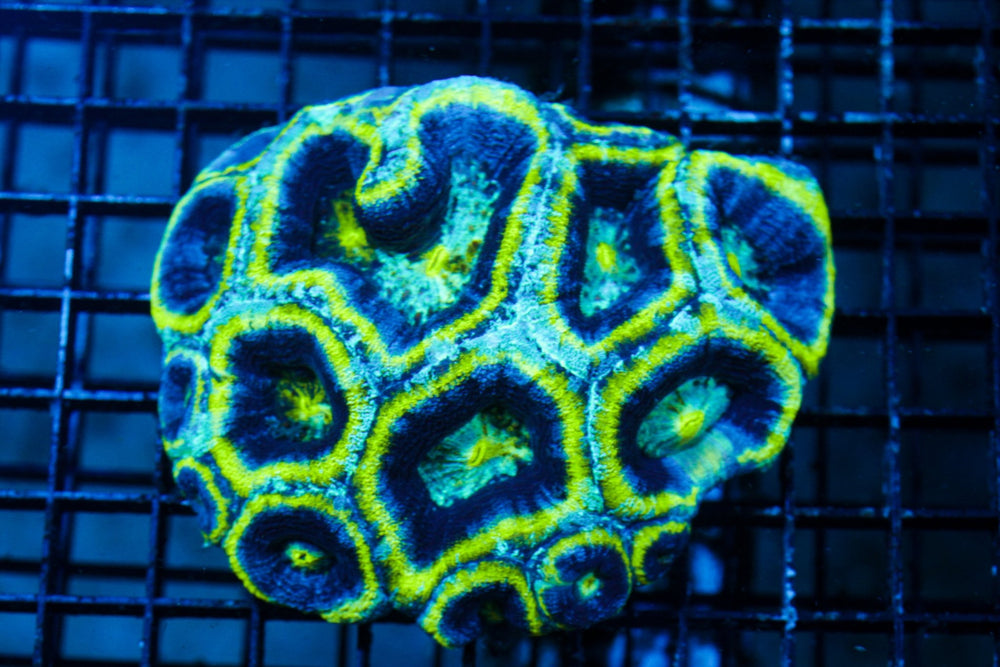 wholesale_coral - saltwater_fish saltwater_coral - rare corals - coralsdepot - Corals_Depot - live_corals - eye - catching - coral quality_marine_fish - quality - marine discoun