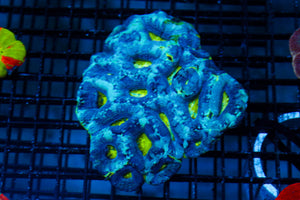 wholesale_coral - saltwater_fish saltwater_coral - rare corals - coralsdepot - Corals_Depot - live_corals - eye - catching - coral quality_marine_fish - quality - marine discoun