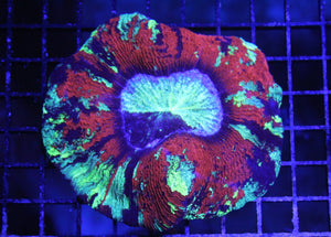 wholesale_coral - saltwater_fish saltwater_coral - rare corals - coralsdepot - Corals_Depot - live_corals - eye - catching - coral quality_marine_fish - quality - marine discoun