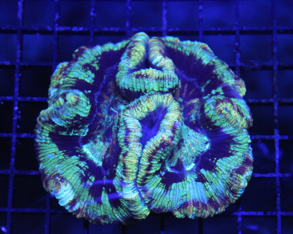 wholesale_coral - saltwater_fish saltwater_coral - rare corals - coralsdepot - Corals_Depot - live_corals - eye - catching - coral quality_marine_fish - quality - marine discoun