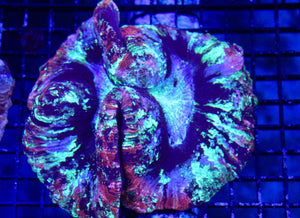wholesale_coral - saltwater_fish saltwater_coral - rare corals - coralsdepot - Corals_Depot - live_corals - eye - catching - coral quality_marine_fish - quality - marine discoun