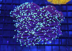 wholesale_coral - saltwater_fish saltwater_coral - rare corals - coralsdepot - Corals_Depot - live_corals - eye - catching - coral quality_marine_fish - quality - marine discoun