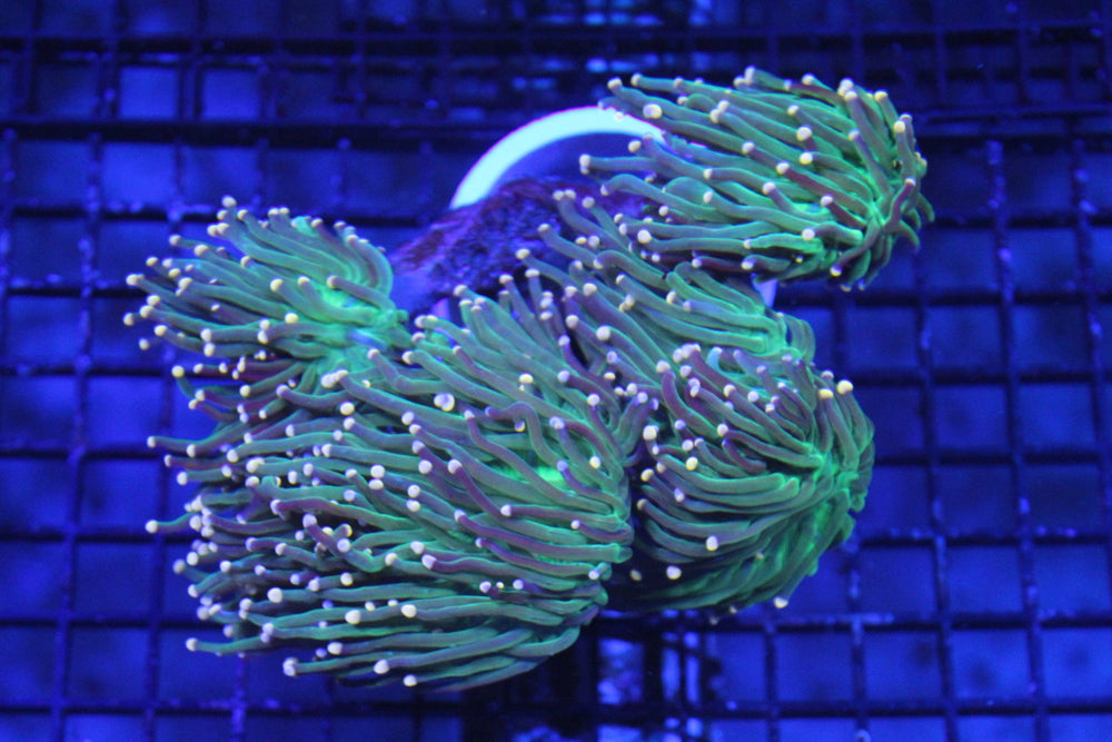 wholesale_coral - saltwater_fish saltwater_coral - rare corals - coralsdepot - Corals_Depot - live_corals - eye - catching - coral quality_marine_fish - quality - marine discoun