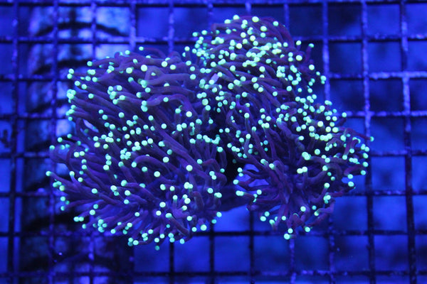 wholesale_coral - saltwater_fish saltwater_coral - rare corals - coralsdepot - Corals_Depot - live_corals - eye - catching - coral quality_marine_fish - quality - marine discoun
