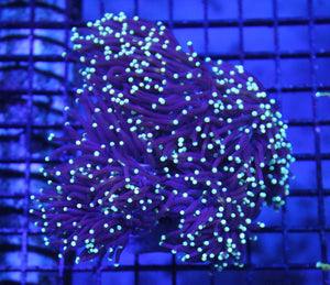 wholesale_coral - saltwater_fish saltwater_coral - rare corals - coralsdepot - Corals_Depot - live_corals - eye - catching - coral quality_marine_fish - quality - marine discoun