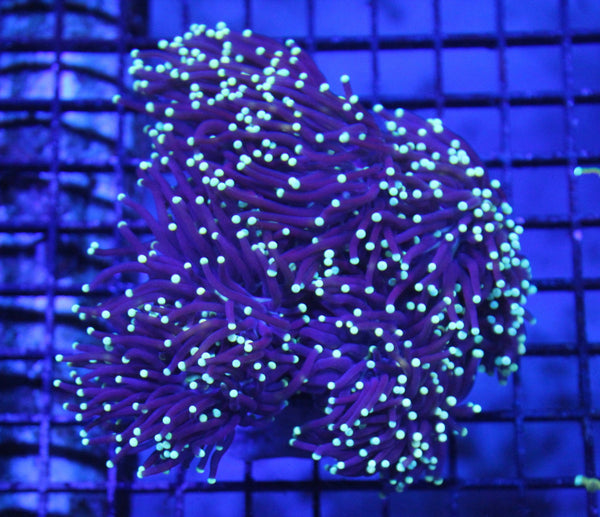 wholesale_coral - saltwater_fish saltwater_coral - rare corals - coralsdepot - Corals_Depot - live_corals - eye - catching - coral quality_marine_fish - quality - marine discoun