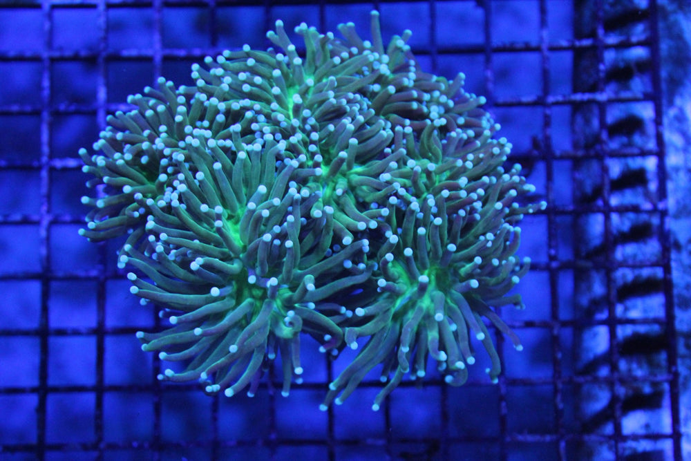wholesale_coral - saltwater_fish saltwater_coral - rare corals - coralsdepot - Corals_Depot - live_corals - eye - catching - coral quality_marine_fish - quality - marine discoun