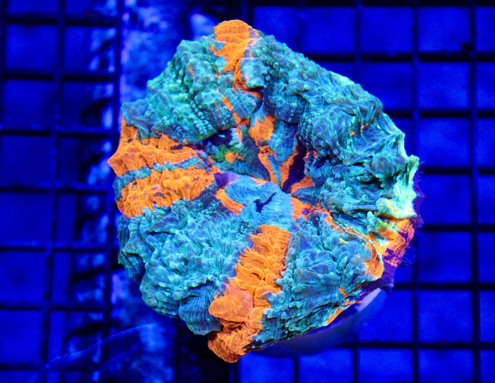 wholesale_coral - saltwater_fish saltwater_coral - rare corals - coralsdepot - Corals_Depot - live_corals - eye - catching - coral quality_marine_fish - quality - marine discoun