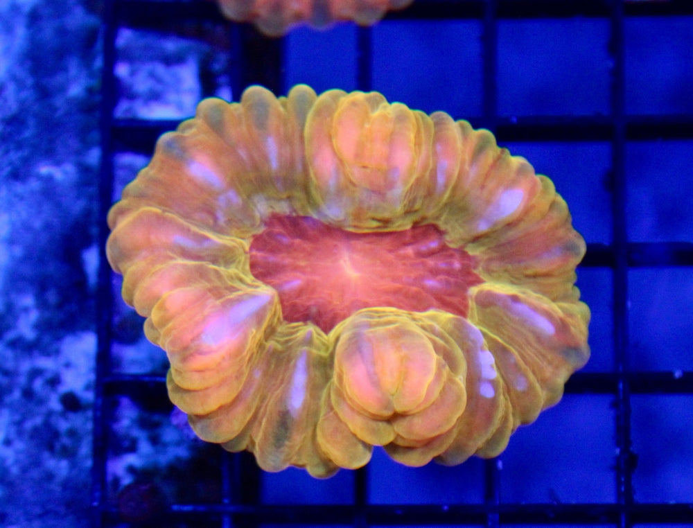 wholesale_coral - saltwater_fish saltwater_coral - rare corals - coralsdepot - Corals_Depot - live_corals - eye - catching - coral quality_marine_fish - quality - marine discoun