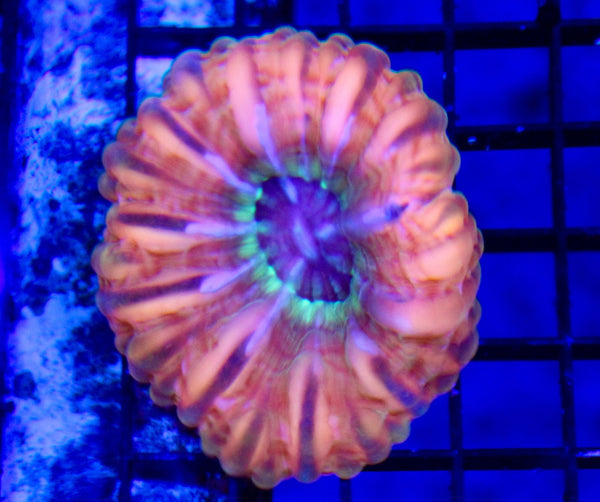 wholesale_coral - saltwater_fish saltwater_coral - rare corals - coralsdepot - Corals_Depot - live_corals - eye - catching - coral quality_marine_fish - quality - marine discoun