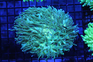 wholesale_coral - saltwater_fish saltwater_coral - rare corals - coralsdepot - Corals_Depot - live_corals - eye - catching - coral quality_marine_fish - quality - marine discoun