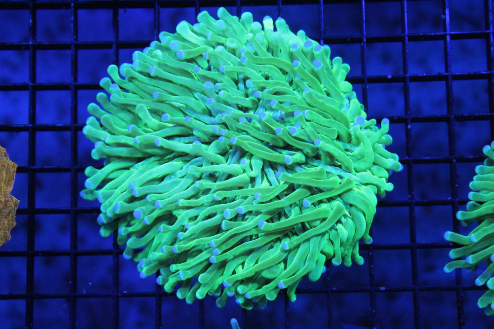 wholesale_coral - saltwater_fish saltwater_coral - rare corals - coralsdepot - Corals_Depot - live_corals - eye - catching - coral quality_marine_fish - quality - marine discoun