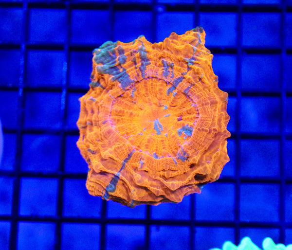 wholesale_coral - saltwater_fish saltwater_coral - rare corals - coralsdepot - Corals_Depot - live_corals - eye - catching - coral quality_marine_fish - quality - marine discoun