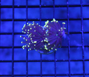 wholesale_coral - saltwater_fish saltwater_coral - rare corals - coralsdepot - Corals_Depot - live_corals - eye - catching - coral quality_marine_fish - quality - marine discoun