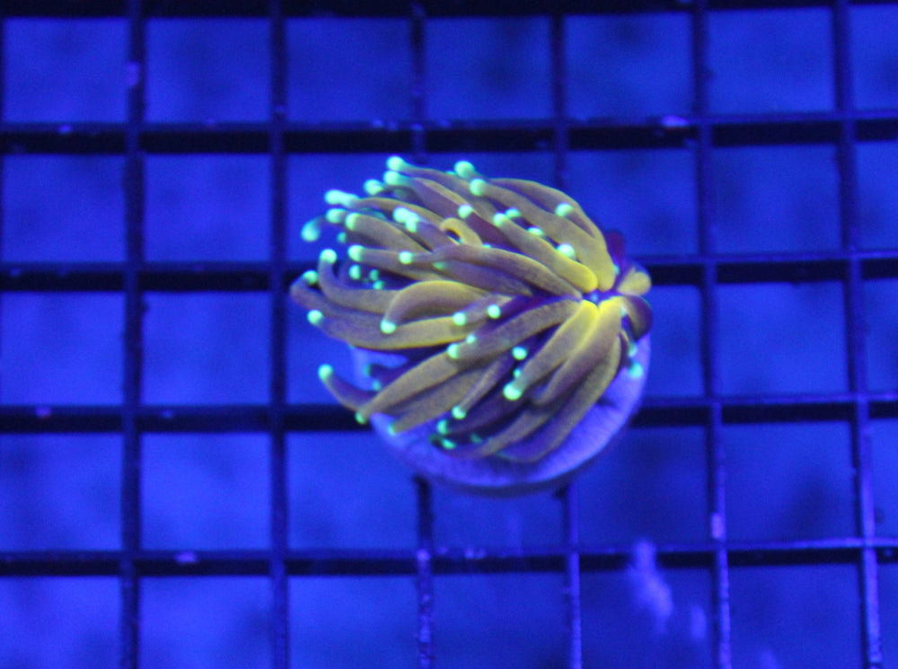 wholesale_coral - saltwater_fish saltwater_coral - rare corals - coralsdepot - Corals_Depot - live_corals - eye - catching - coral quality_marine_fish - quality - marine discoun