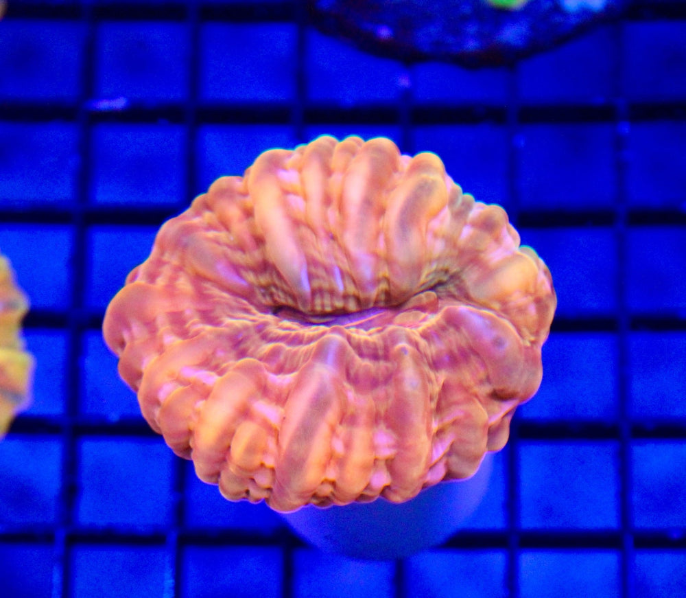 wholesale_coral - saltwater_fish saltwater_coral - rare corals - coralsdepot - Corals_Depot - live_corals - eye - catching - coral quality_marine_fish - quality - marine discoun
