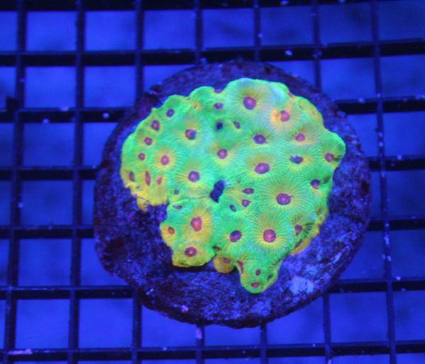 wholesale_coral - saltwater_fish saltwater_coral - rare corals - coralsdepot - Corals_Depot - live_corals - eye - catching - coral quality_marine_fish - quality - marine discoun