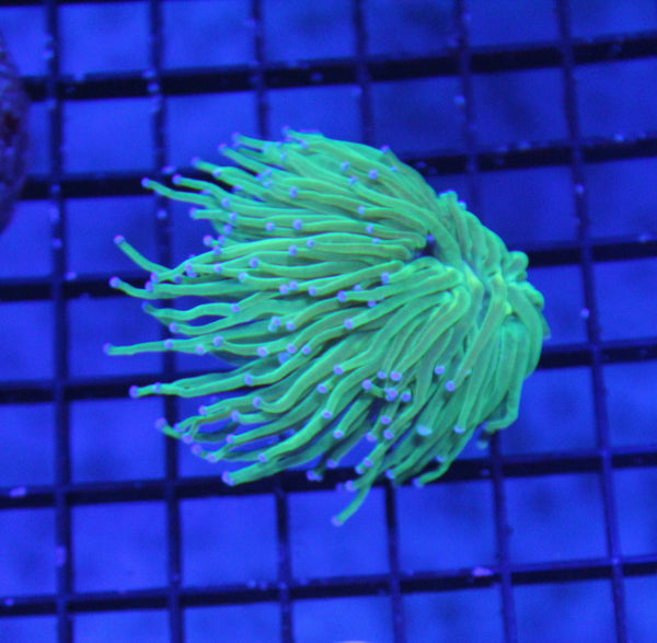 wholesale_coral - saltwater_fish saltwater_coral - rare corals - coralsdepot - Corals_Depot - live_corals - eye - catching - coral quality_marine_fish - quality - marine discoun