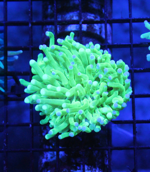 wholesale_coral - saltwater_fish saltwater_coral - rare corals - coralsdepot - Corals_Depot - live_corals - eye - catching - coral quality_marine_fish - quality - marine discoun