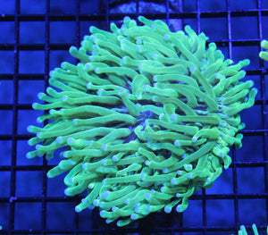 wholesale_coral - saltwater_fish saltwater_coral - rare corals - coralsdepot - Corals_Depot - live_corals - eye - catching - coral quality_marine_fish - quality - marine discoun