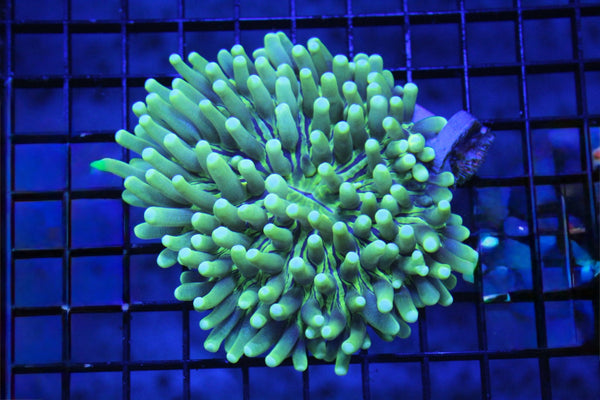 wholesale_coral - saltwater_fish saltwater_coral - rare corals - coralsdepot - Corals_Depot - live_corals - eye - catching - coral quality_marine_fish - quality - marine discoun