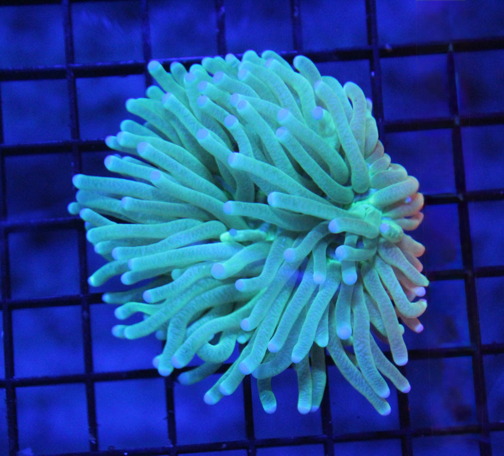 wholesale_coral - saltwater_fish saltwater_coral - rare corals - coralsdepot - Corals_Depot - live_corals - eye - catching - coral quality_marine_fish - quality - marine discoun