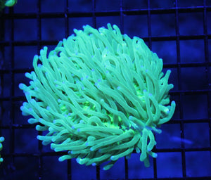 wholesale_coral - saltwater_fish saltwater_coral - rare corals - coralsdepot - Corals_Depot - live_corals - eye - catching - coral quality_marine_fish - quality - marine discoun