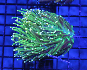 wholesale_coral - saltwater_fish saltwater_coral - rare corals - coralsdepot - Corals_Depot - live_corals - eye - catching - coral quality_marine_fish - quality - marine discoun