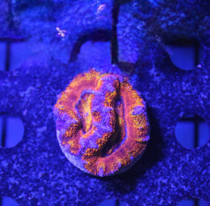 wholesale_coral - saltwater_fish saltwater_coral - rare corals - coralsdepot - Corals_Depot - live_corals - eye - catching - coral quality_marine_fish - quality - marine discoun