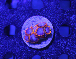 wholesale_coral - saltwater_fish saltwater_coral - rare corals - coralsdepot - Corals_Depot - live_corals - eye - catching - coral quality_marine_fish - quality - marine discoun