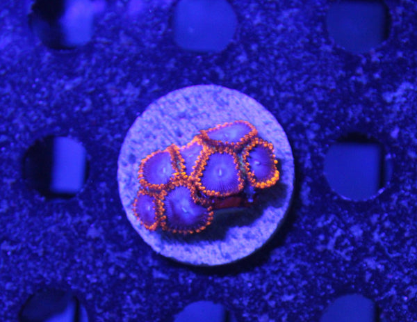 wholesale_coral - saltwater_fish saltwater_coral - rare corals - coralsdepot - Corals_Depot - live_corals - eye - catching - coral quality_marine_fish - quality - marine discoun