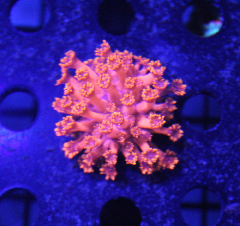 wholesale_coral - saltwater_fish saltwater_coral - rare corals - coralsdepot - Corals_Depot - live_corals - eye - catching - coral quality_marine_fish - quality - marine discoun