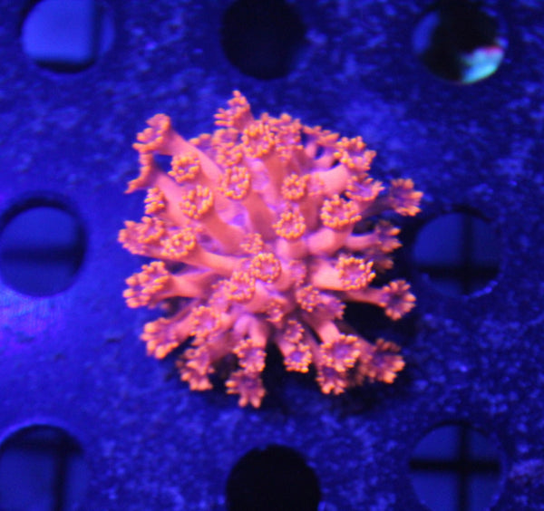 wholesale_coral - saltwater_fish saltwater_coral - rare corals - coralsdepot - Corals_Depot - live_corals - eye - catching - coral quality_marine_fish - quality - marine discoun