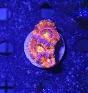 wholesale_coral - saltwater_fish saltwater_coral - rare corals - coralsdepot - Corals_Depot - live_corals - eye - catching - coral quality_marine_fish - quality - marine discoun