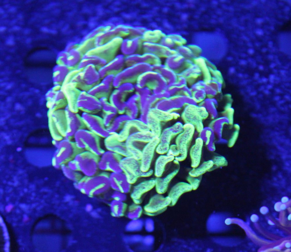 wholesale_coral - saltwater_fish saltwater_coral - rare corals - coralsdepot - Corals_Depot - live_corals - eye - catching - coral quality_marine_fish - quality - marine discoun