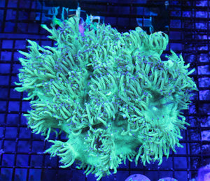 wholesale_coral - saltwater_fish saltwater_coral - rare corals - coralsdepot - Corals_Depot - live_corals - eye - catching - coral quality_marine_fish - quality - marine discoun