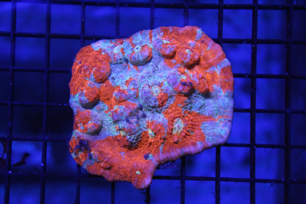wholesale_coral - saltwater_fish saltwater_coral - rare corals - coralsdepot - Corals_Depot - live_corals - eye - catching - coral quality_marine_fish - quality - marine discoun