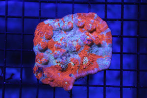 wholesale_coral - saltwater_fish saltwater_coral - rare corals - coralsdepot - Corals_Depot - live_corals - eye - catching - coral quality_marine_fish - quality - marine discoun