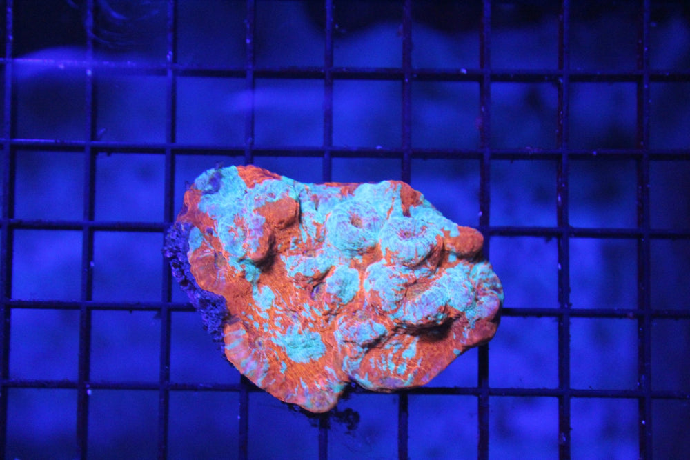 wholesale_coral - saltwater_fish saltwater_coral - rare corals - coralsdepot - Corals_Depot - live_corals - eye - catching - coral quality_marine_fish - quality - marine discoun