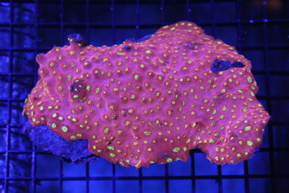 wholesale_coral - saltwater_fish saltwater_coral - rare corals - coralsdepot - Corals_Depot - live_corals - eye - catching - coral quality_marine_fish - quality - marine discoun