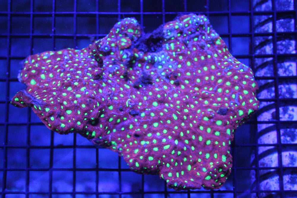 wholesale_coral - saltwater_fish saltwater_coral - rare corals - coralsdepot - Corals_Depot - live_corals - eye - catching - coral quality_marine_fish - quality - marine discoun