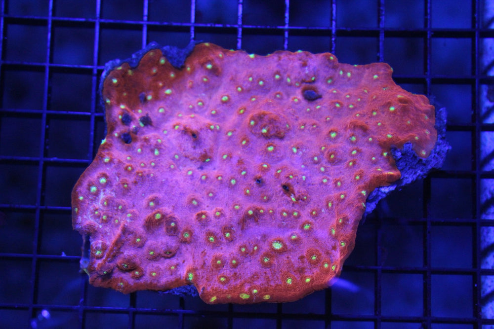 wholesale_coral - saltwater_fish saltwater_coral - rare corals - coralsdepot - Corals_Depot - live_corals - eye - catching - coral quality_marine_fish - quality - marine discoun