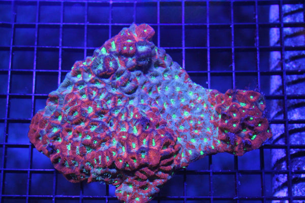 wholesale_coral - saltwater_fish saltwater_coral - rare corals - coralsdepot - Corals_Depot - live_corals - eye - catching - coral quality_marine_fish - quality - marine discoun