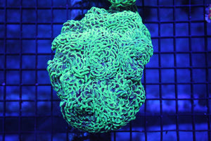 wholesale_coral - saltwater_fish saltwater_coral - rare corals - coralsdepot - Corals_Depot - live_corals - eye - catching - coral quality_marine_fish - quality - marine discoun