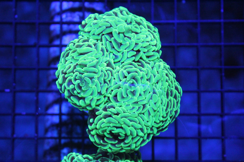 wholesale_coral - saltwater_fish saltwater_coral - rare corals - coralsdepot - Corals_Depot - live_corals - eye - catching - coral quality_marine_fish - quality - marine discoun